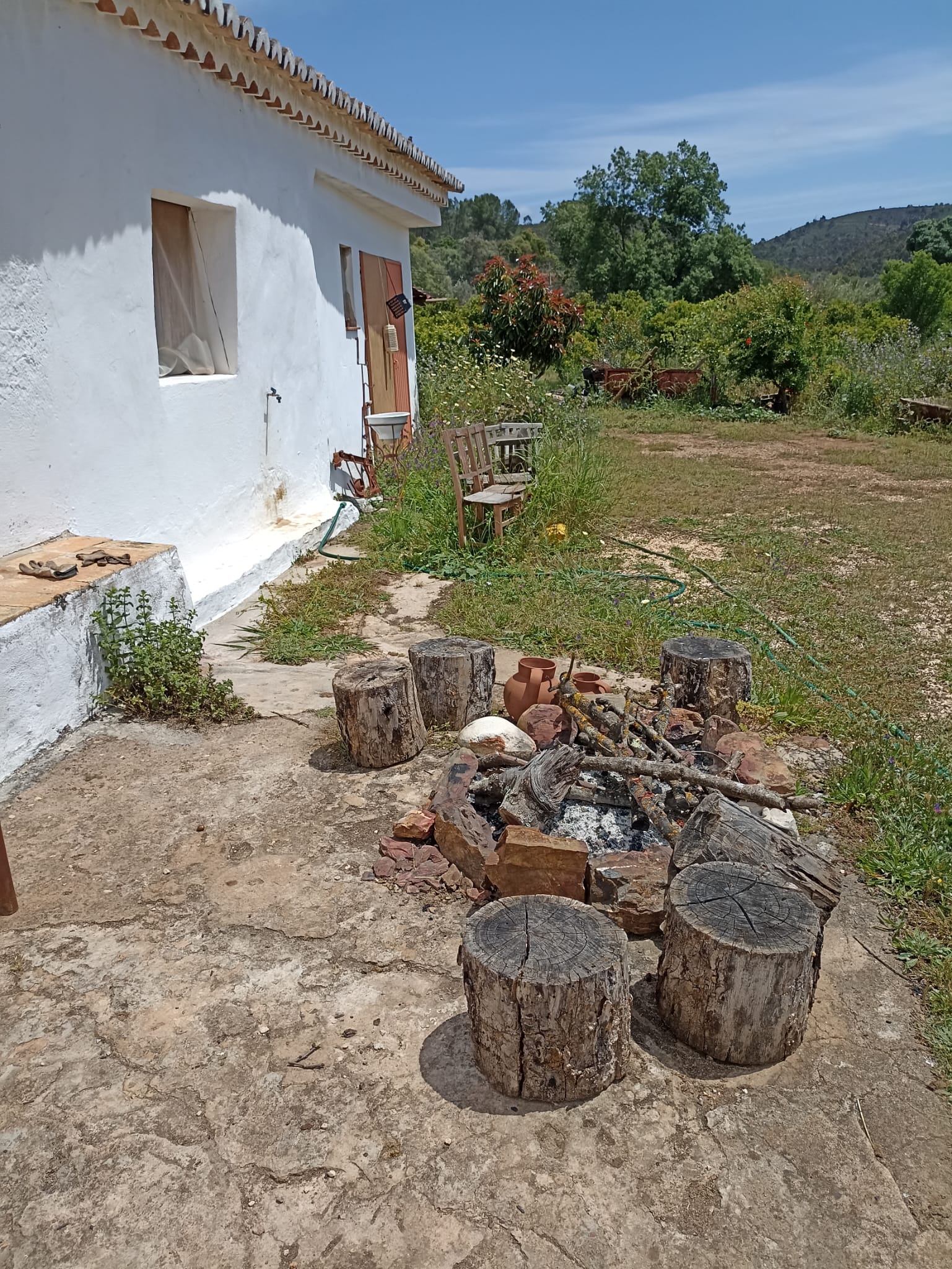 Orange Grove Adventure: From Tree to Table